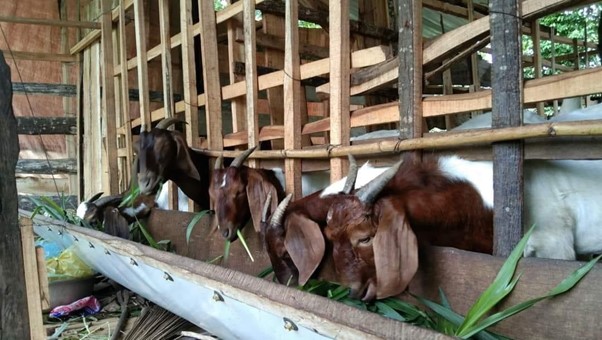 TỪ NGUỒN VỐN VAY TÍN DỤNG CHÍNH SÁCH HỘ VAY XÃ EA M’DROH PHÁT TRIỂN KINH TẾ HỘ GIA ĐÌNH